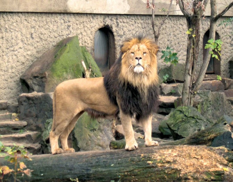 Artis Royal Zoo, Amsterdam, North Holland, Netherlands
